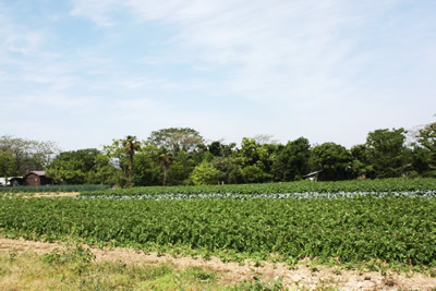 ながと育ち野菜の畑